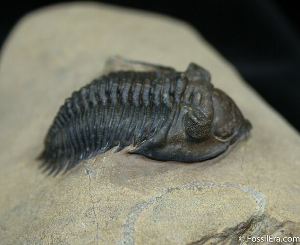 Beautifully Prepped Metacanthina (Asteropyge) Trilobite #1524